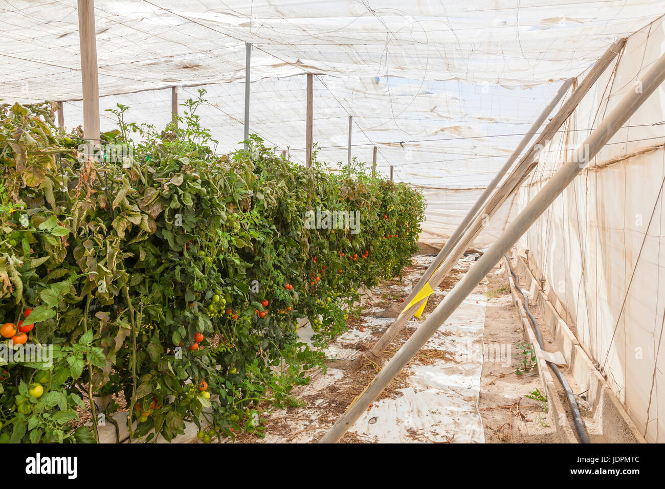 Rows of tomato plants growing inside of an industrial greenhouse Stock