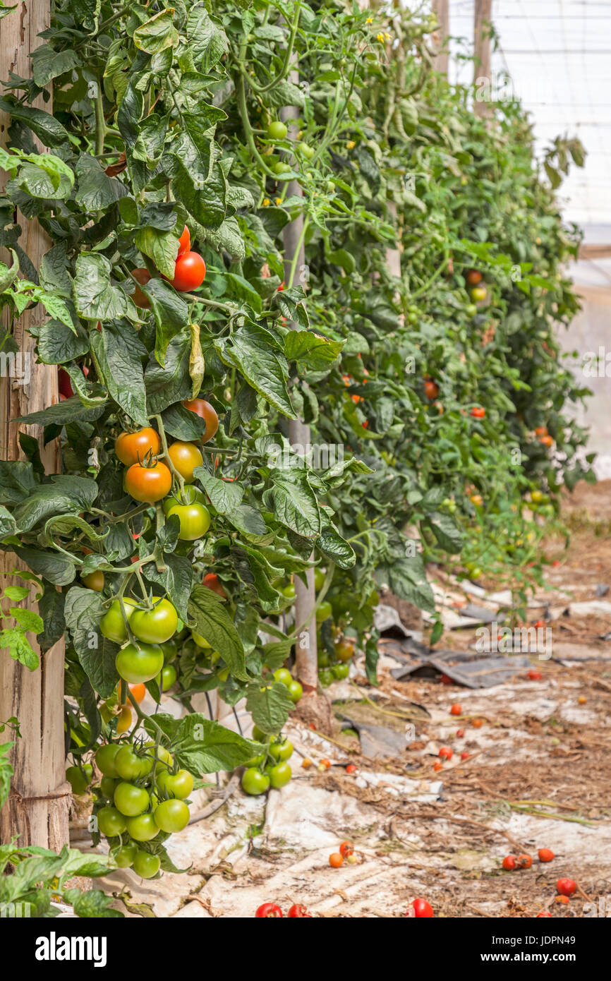 Rows of tomato plants growing inside of an industrial greenhouse Stock Photo