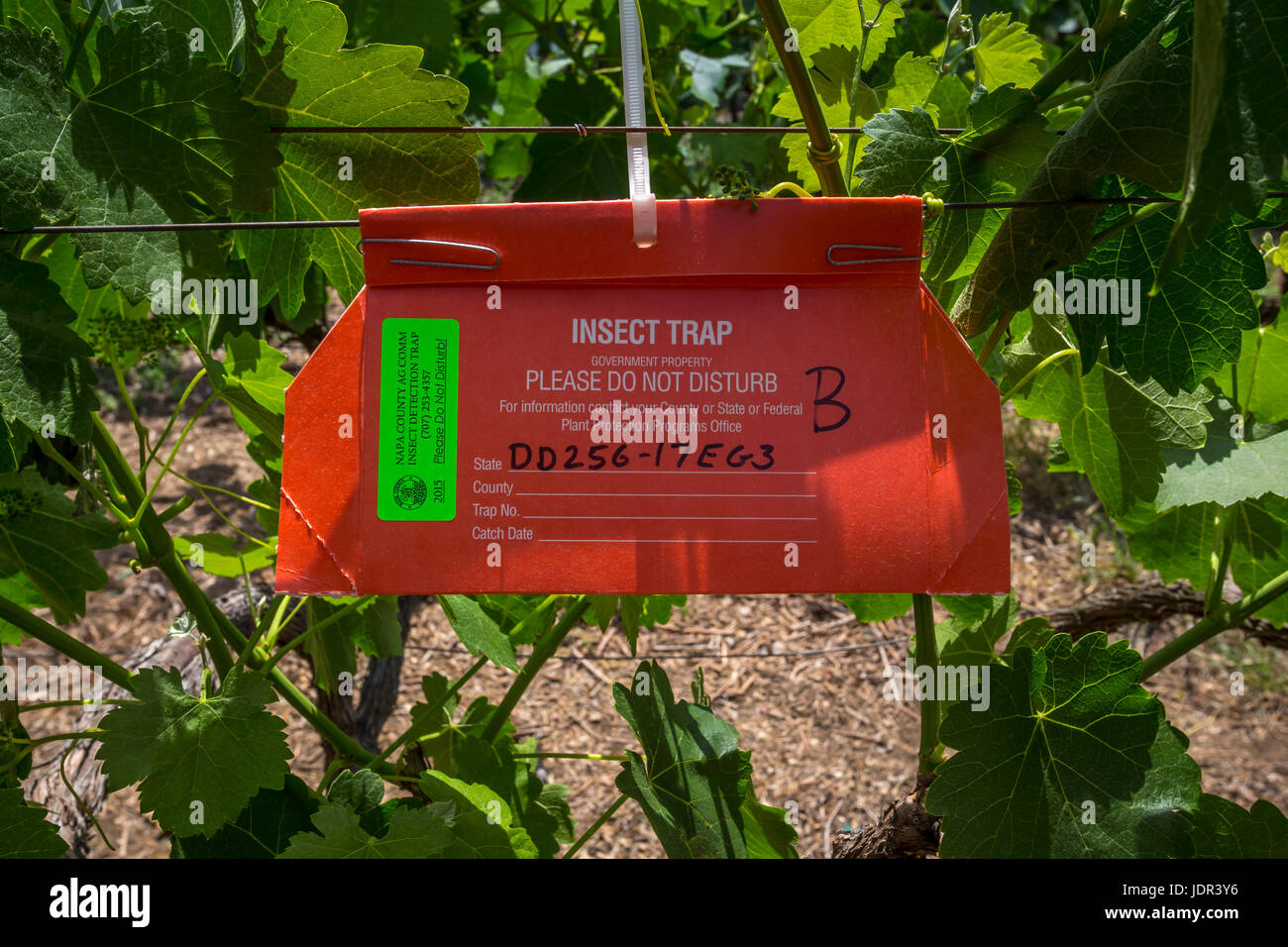 insect trap, insect detection trap, grape vineyard, vineyard, vineyards, Fortunati Vineyards, Napa, Napa Valley, California, United States Stock Photo