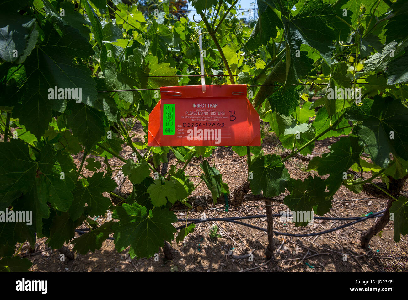 insect trap, insect detection trap, grape vineyard, vineyard, vineyards, Fortunati Vineyards, Napa, Napa Valley, California, United States Stock Photo