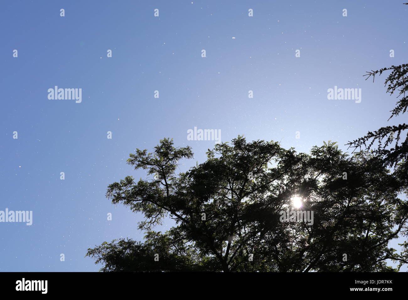 Poplar tree pollen hires stock photography and images Alamy