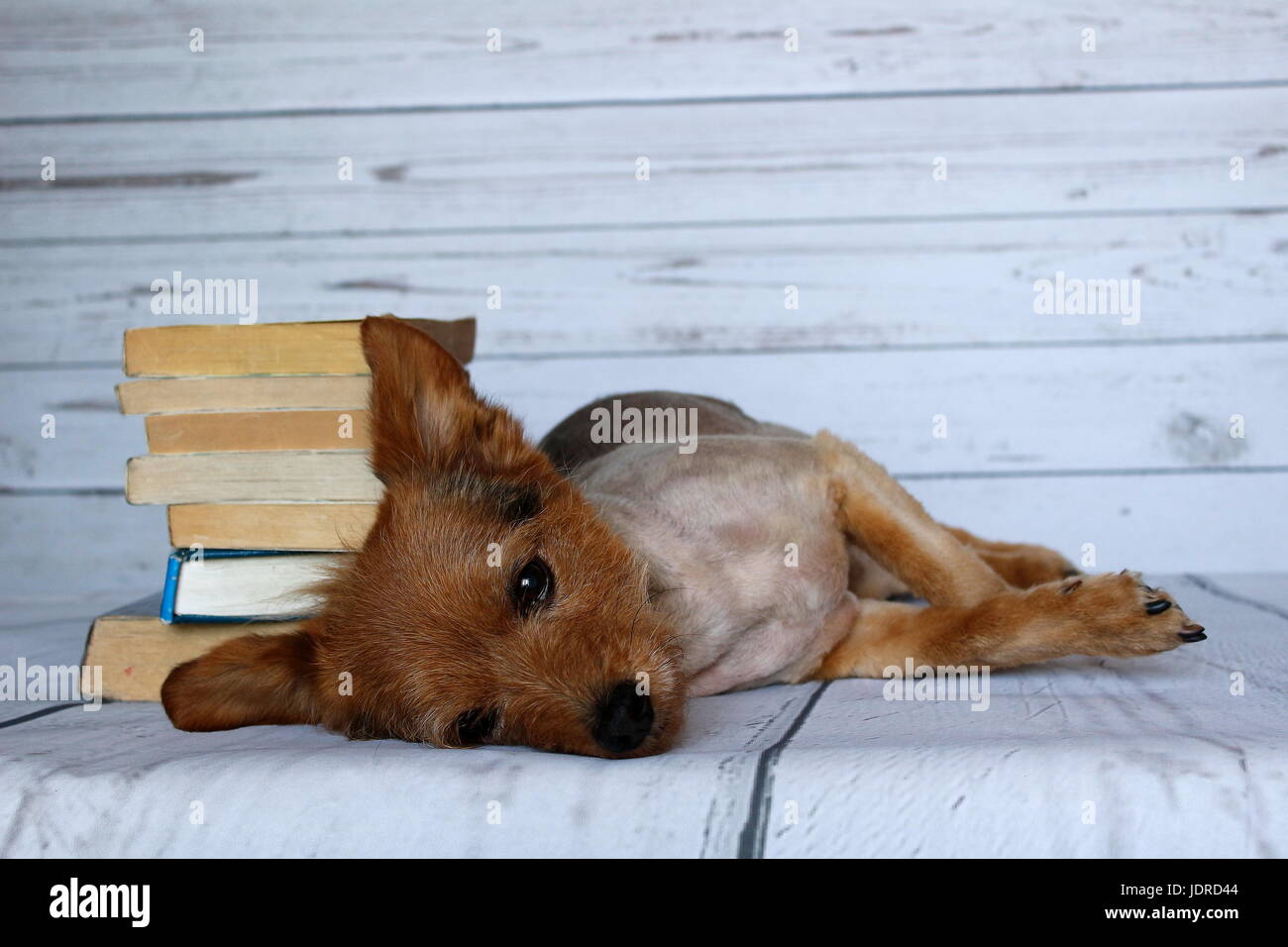 Small dog in a lying position busy reading a book on a wooden background Stock Photo