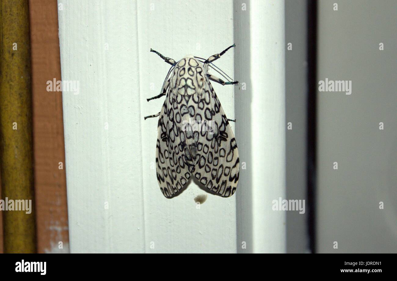 Giant Leopard Moth Resting On A Doorway Stock Photo