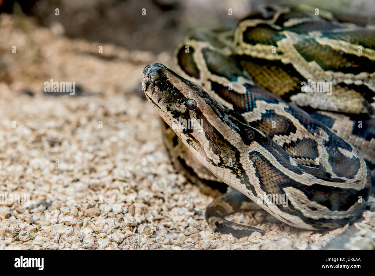 snake and serpent, long limbless reptile animal Stock Photo Alamy