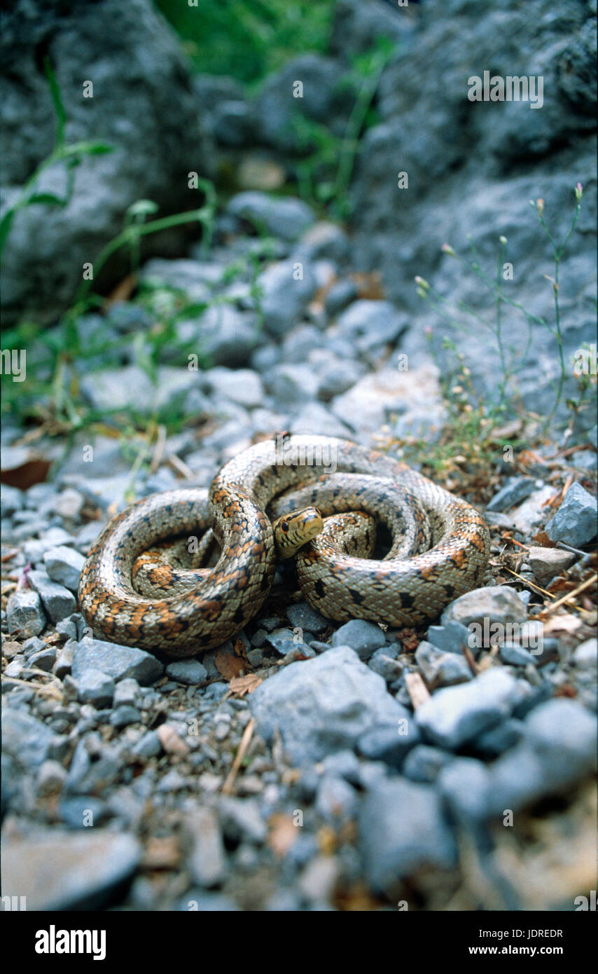 The European ratsnake or leopard snake (Zamenis situla) in a defensive posture, Paklenica, Croatia Stock Photo