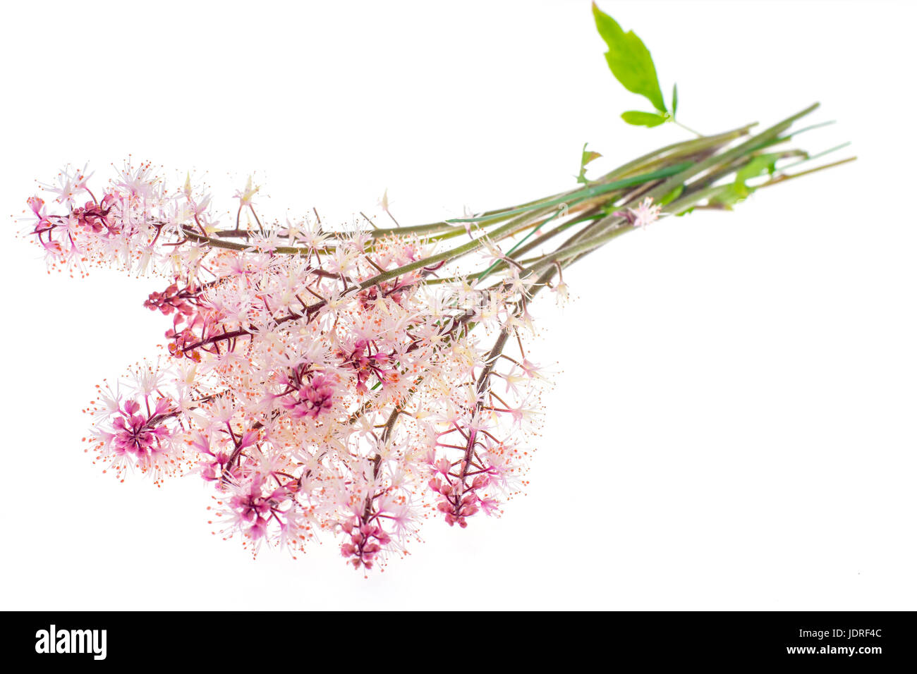 Delicate pink inflorescence Isolated on white background. Studio Photo ...