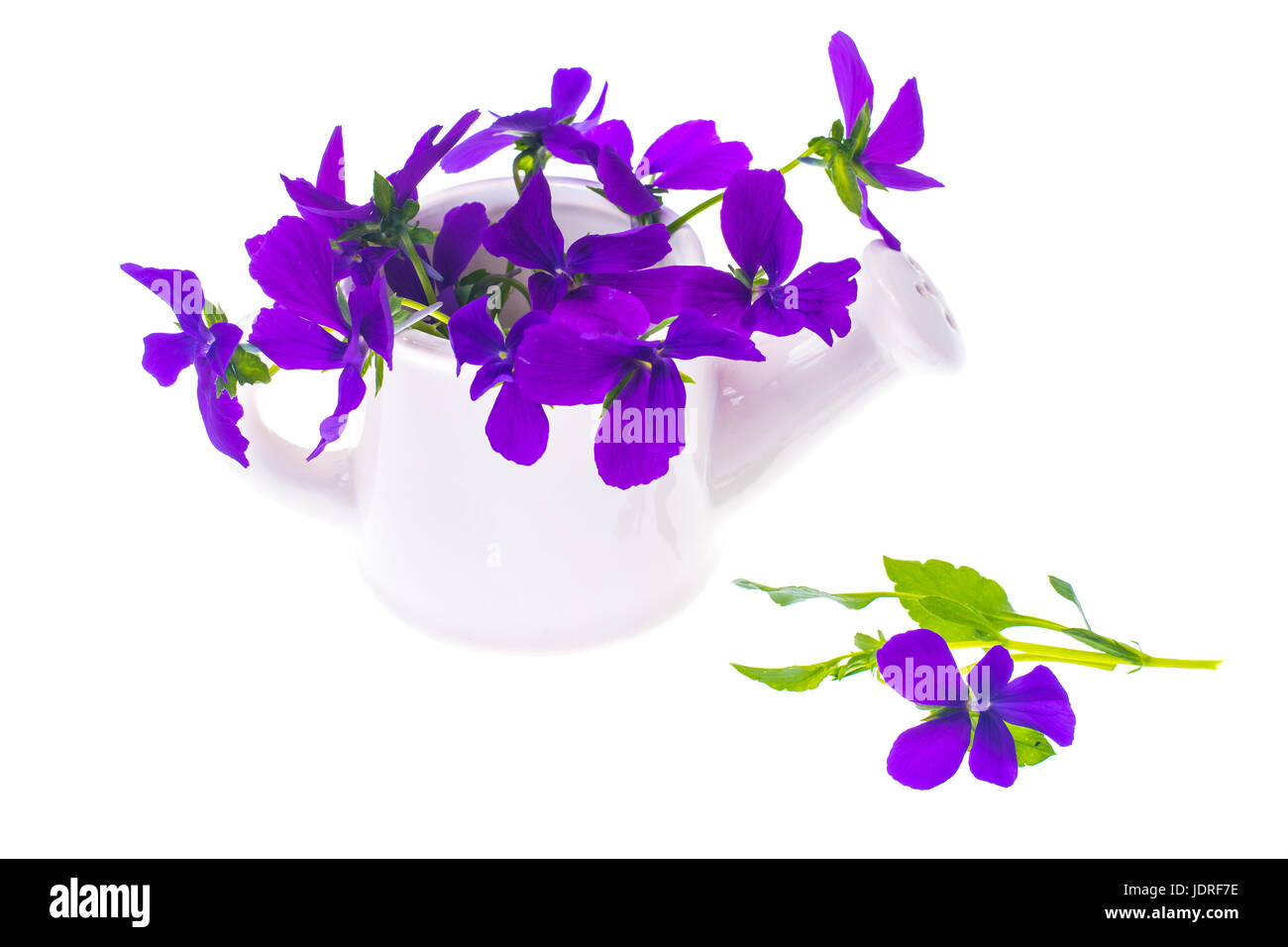 Isolated Garden design-bouquet of purple flowers in white watering can. Studio Photo Stock Photo