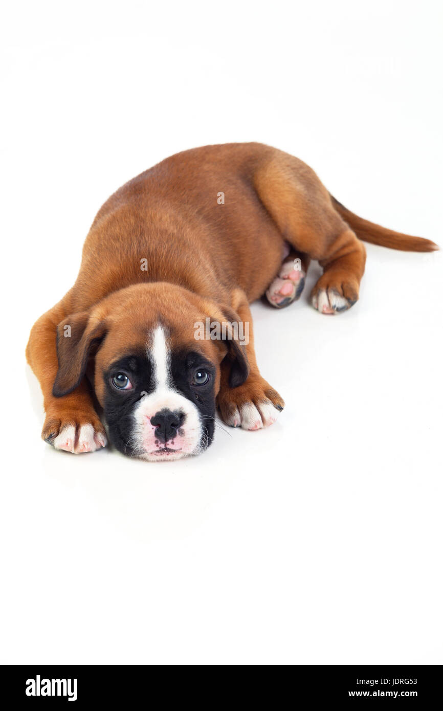 Adorable puppy lying on the floor isolated on white background Stock ...