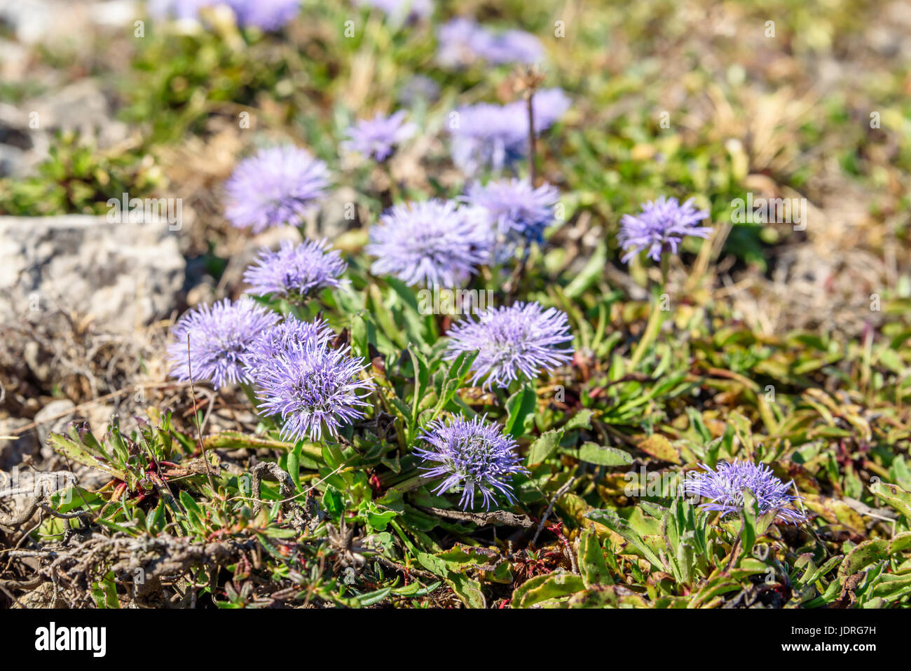 Globularia vulgaris, also known as common blue daisy or common globe daisy, here growing wild on limestone rich soil. Location Oland, Sweden. Stock Photo
