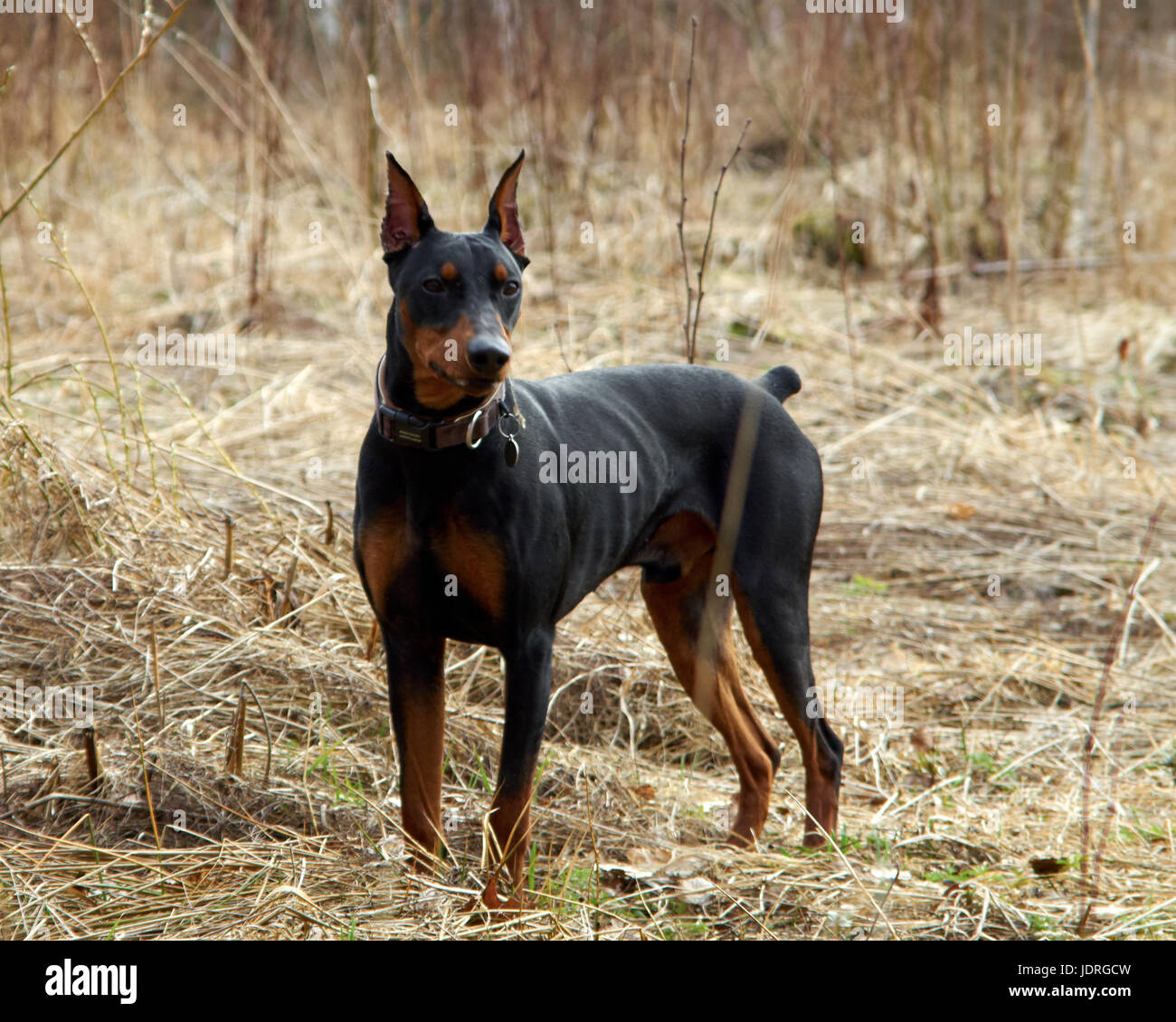 German Pinscher on a walk in the autumn forest Stock Photo