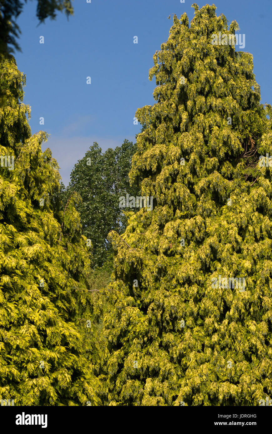 Ward Jackson Park, Hartlepool Stock Photo Alamy