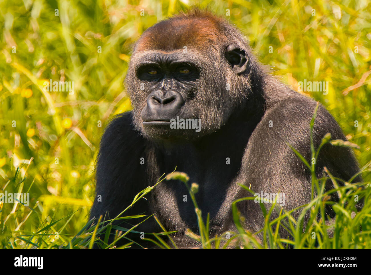 A Portrait of a Silverback Gorilla sitting in the Long Grass Stock Photo