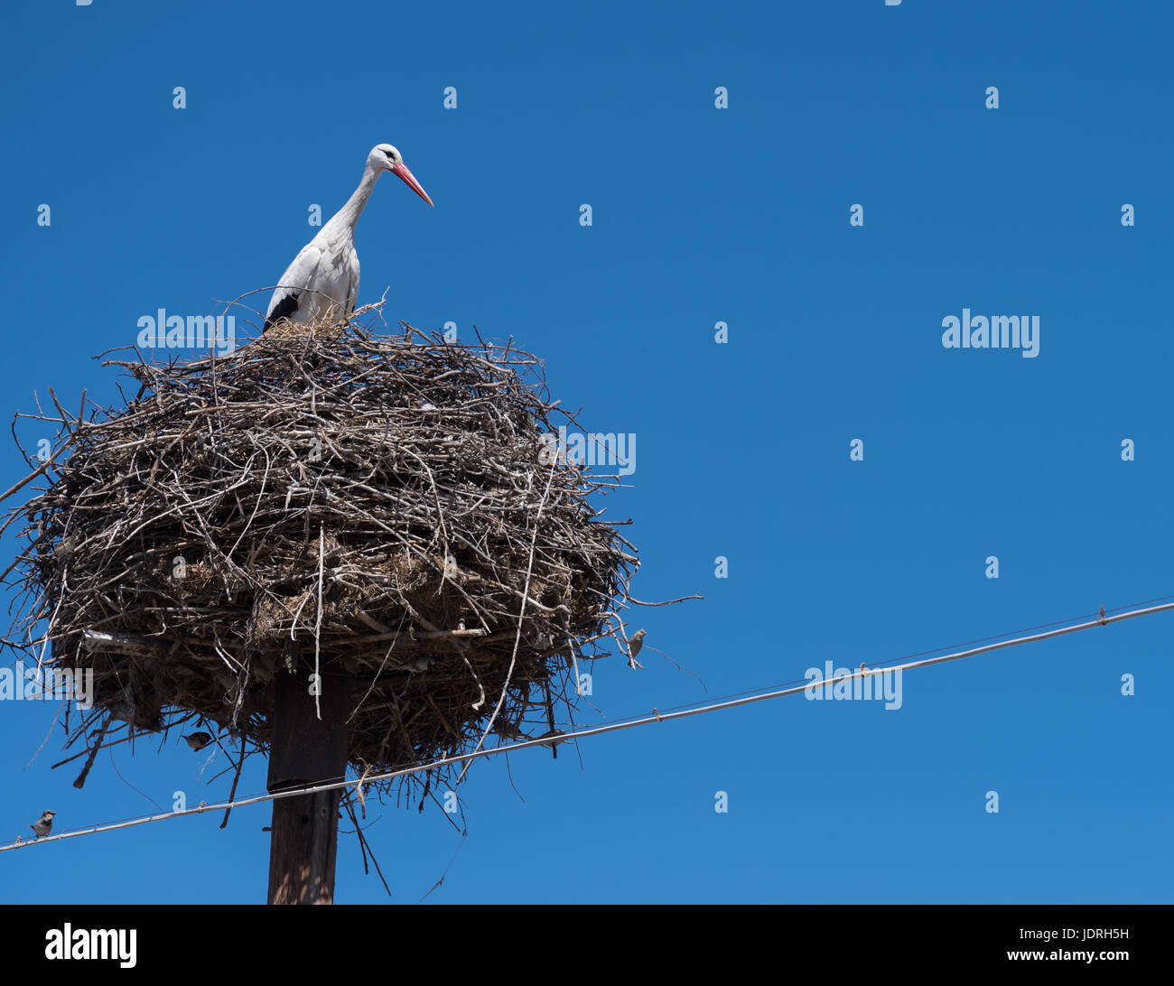A stork in a nest on top of an electric pole in Southern Armenia Stock Photo