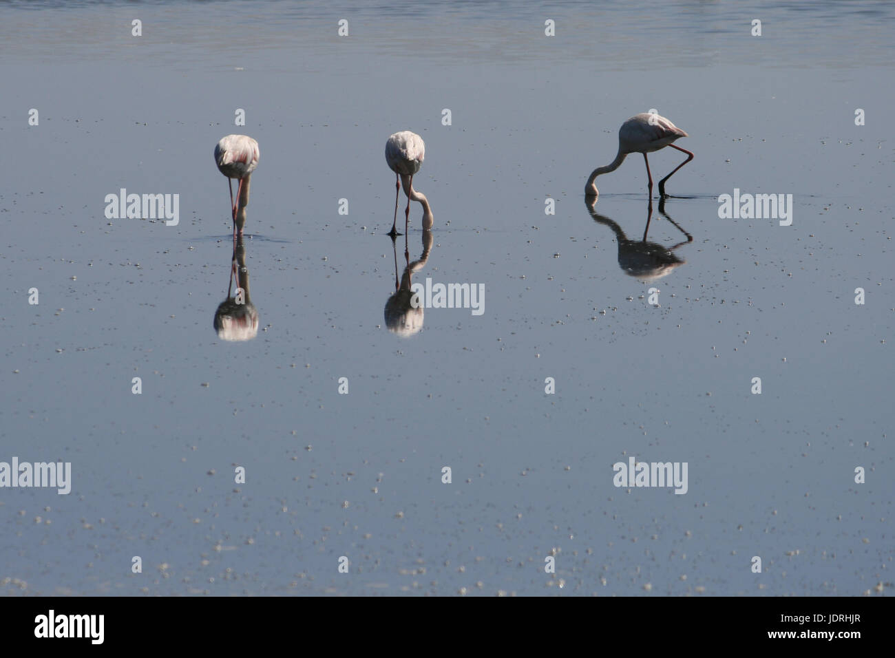 Three pink flamingoes (phoenicopterus) wading in the sea at Walvis Bay, Namibia, Africa. Stock Photo