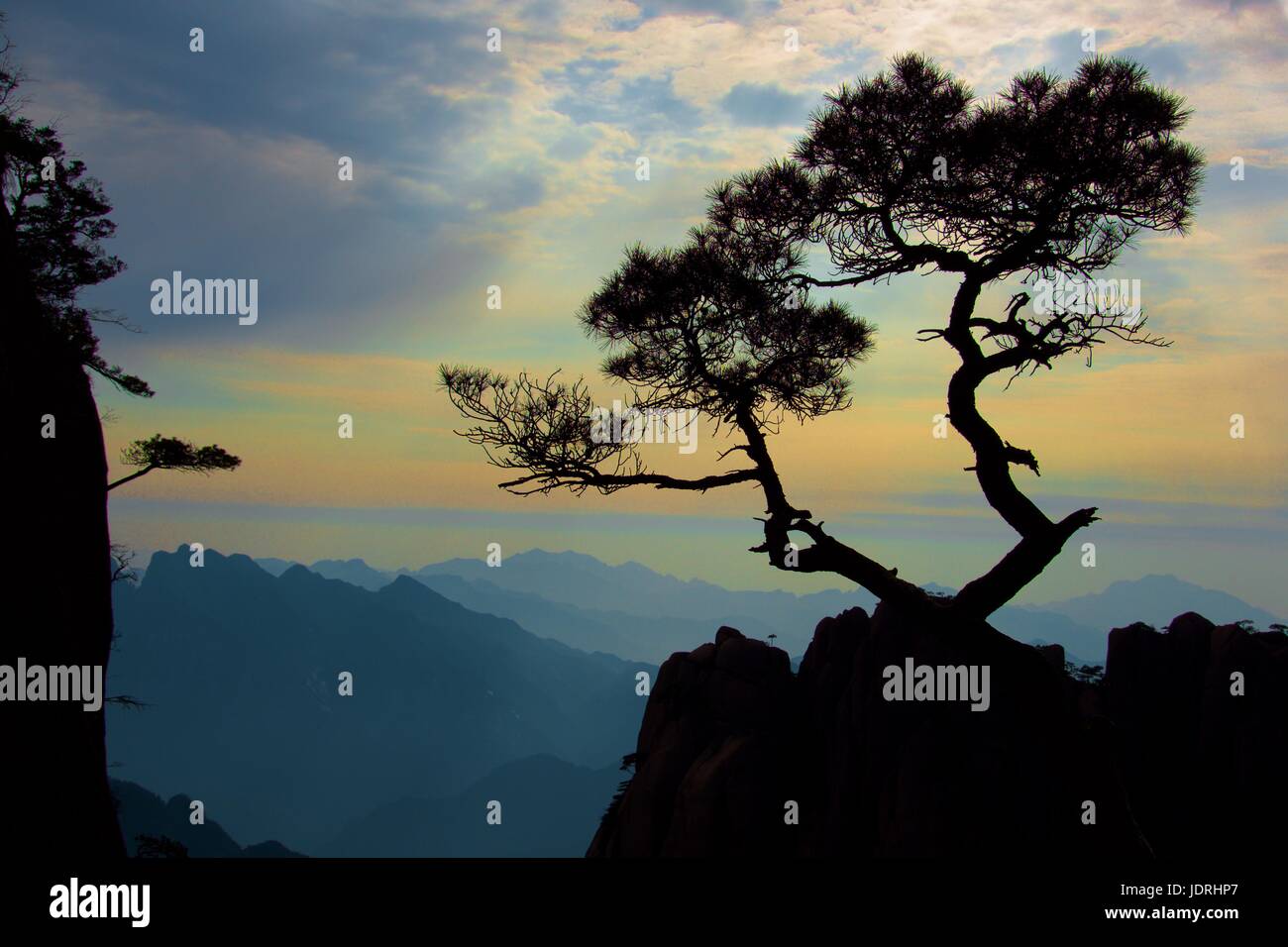 A Chinese bonsai-like pine tree growing on the top of Mount Sangqing Stock Photo