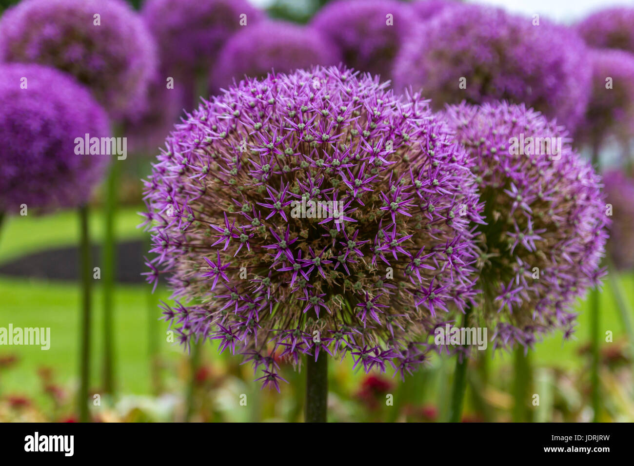 Lovely Purple Giant Alliums (Allium Giganteum) stand proud and tall in