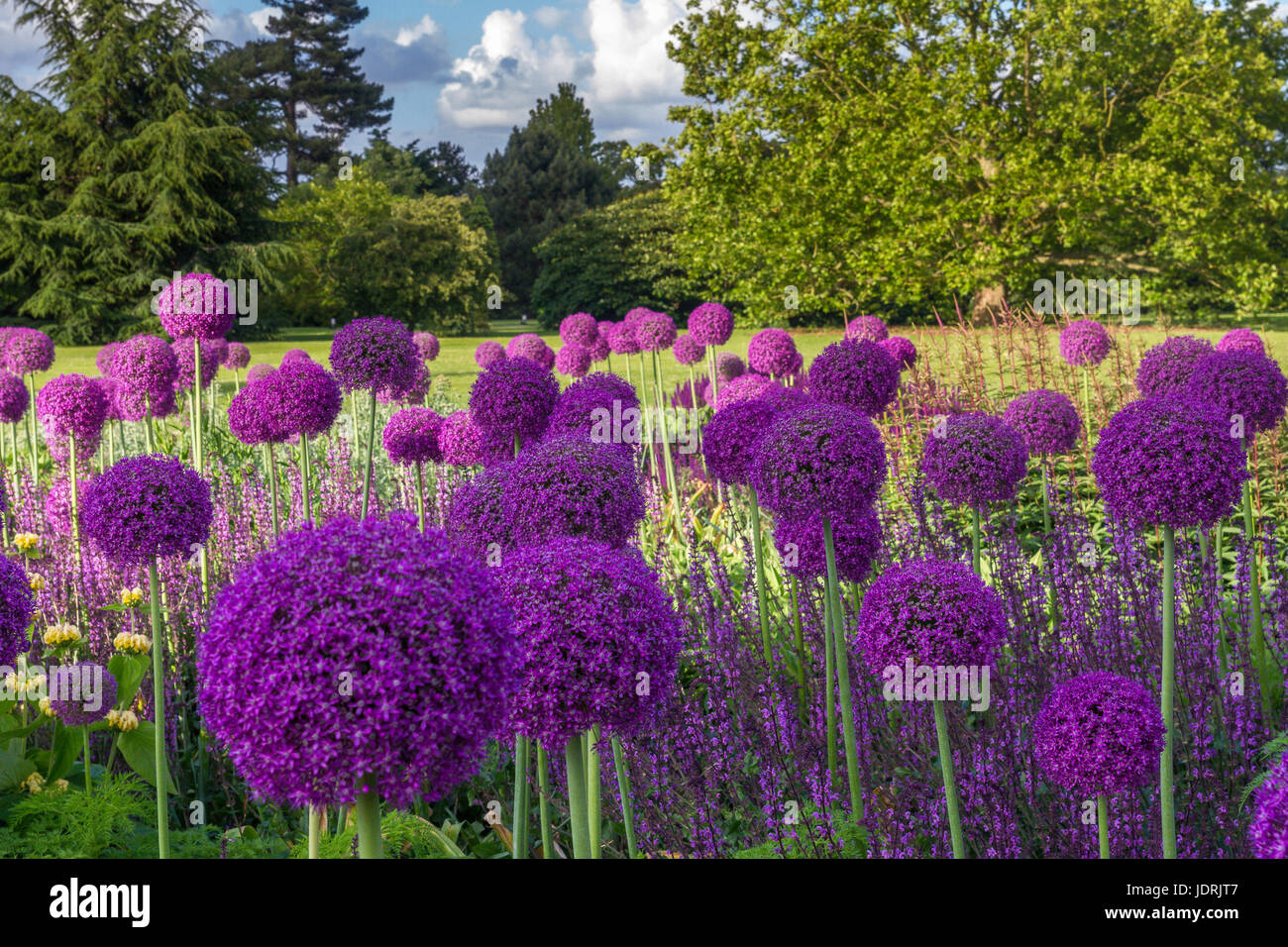 Lovely Purple Giant Alliums (Allium Giganteum) stand proud and tall in