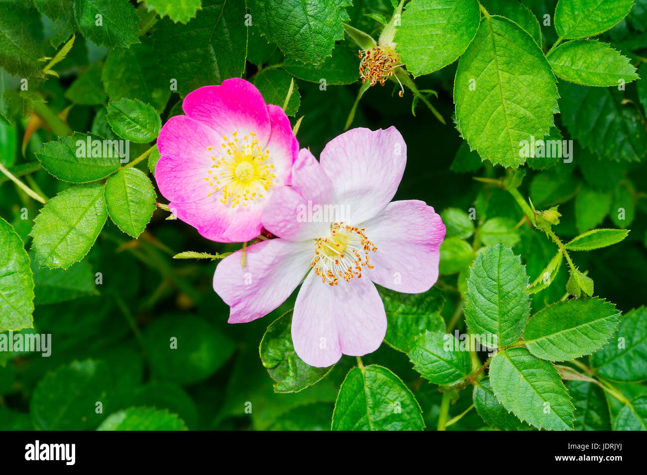 In A Hedge Of Wild Roses High Resolution Stock Photography and Images -  Alamy
