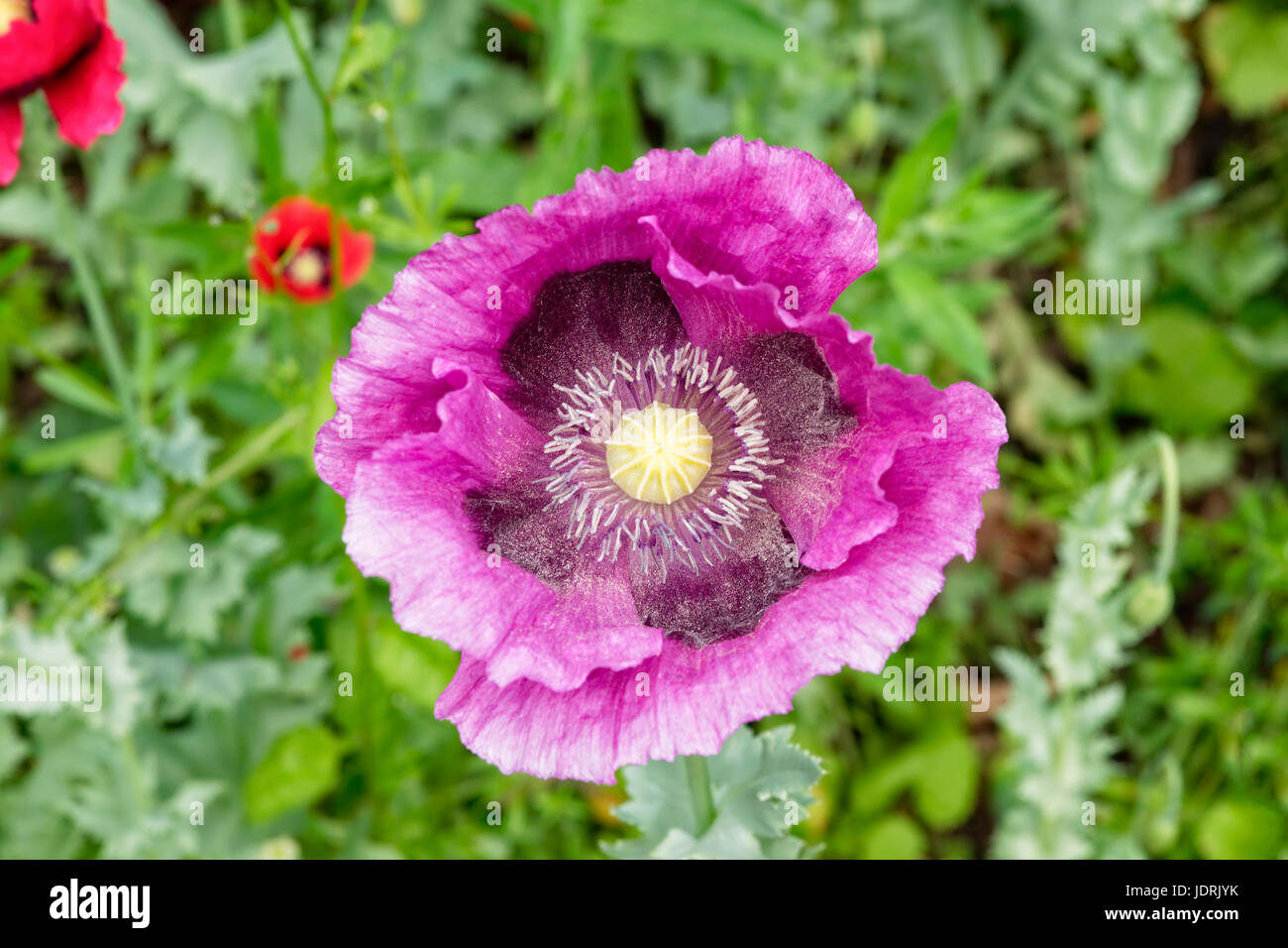 Close up of a violet coloured Breadseed poppy flower in full bloom