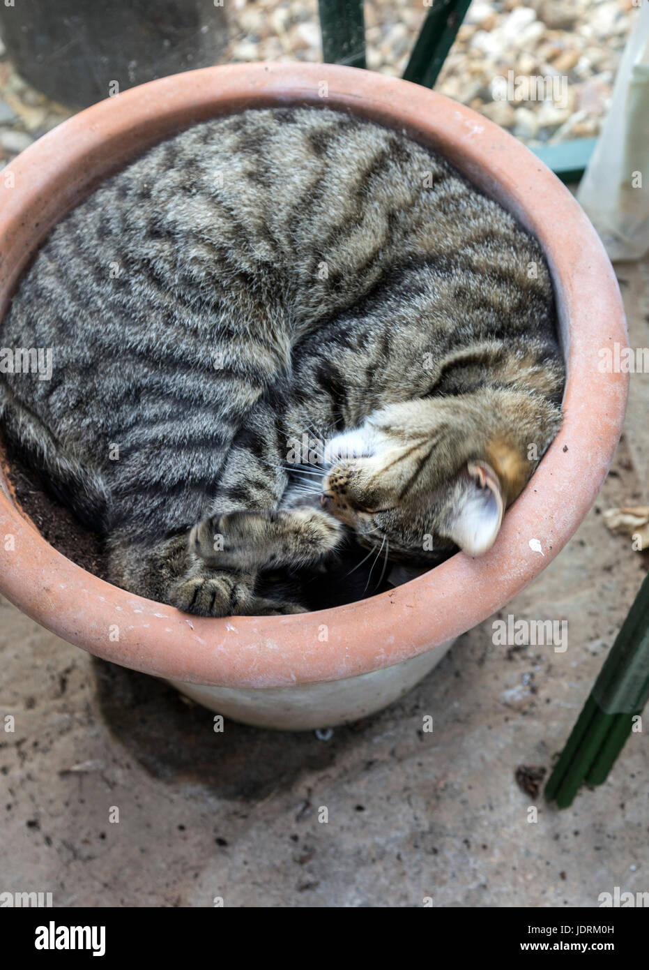 A short haired tabby bengal cat asleep in a flower pot in a greenhouse Stock Photo