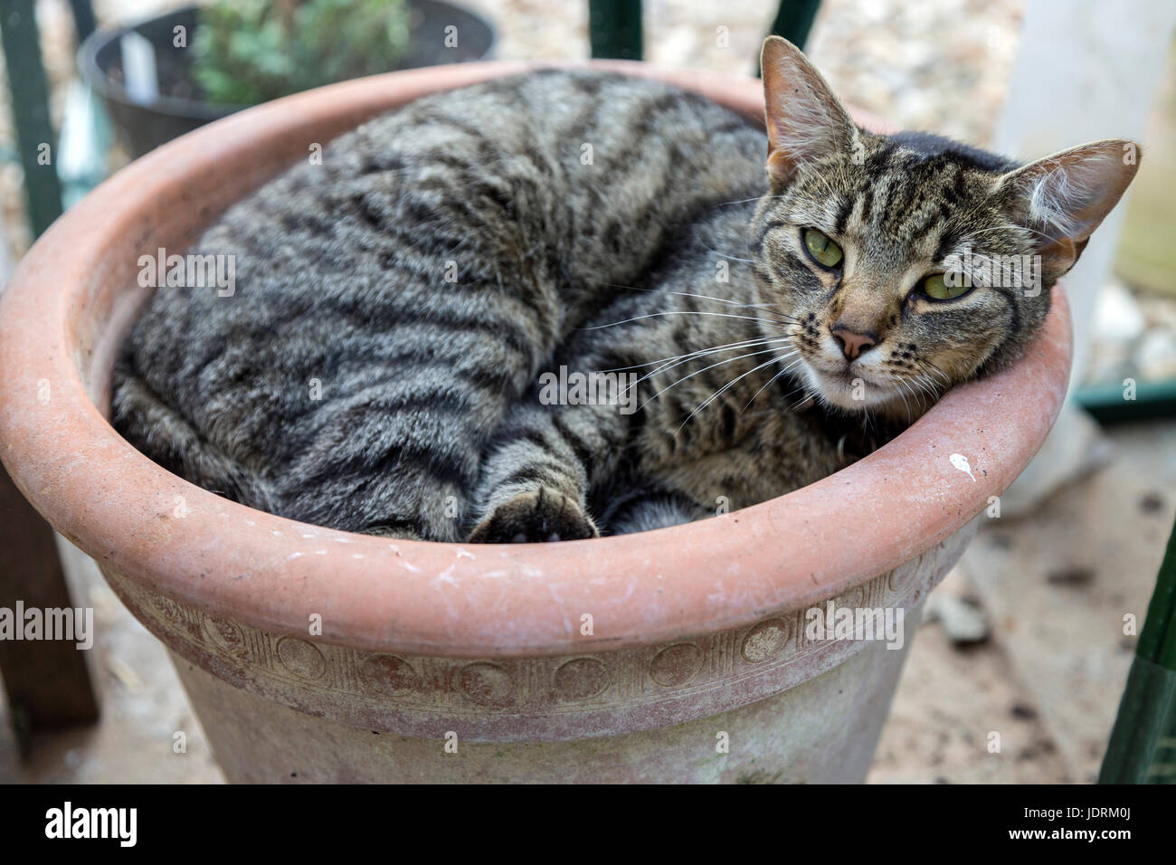 tabby bengal cat