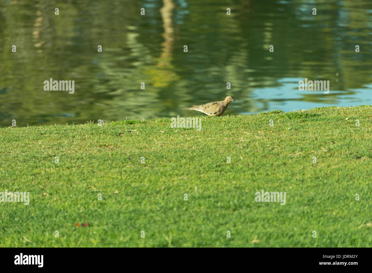A bird sitting on the grass in front of a lake Stock Photo - Alamy