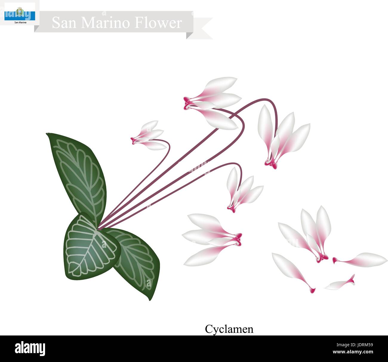 Sammarinese Flower, Illustration of Cyclamen Cyprium Flowers. The National Flower in San Marino. Stock Vector