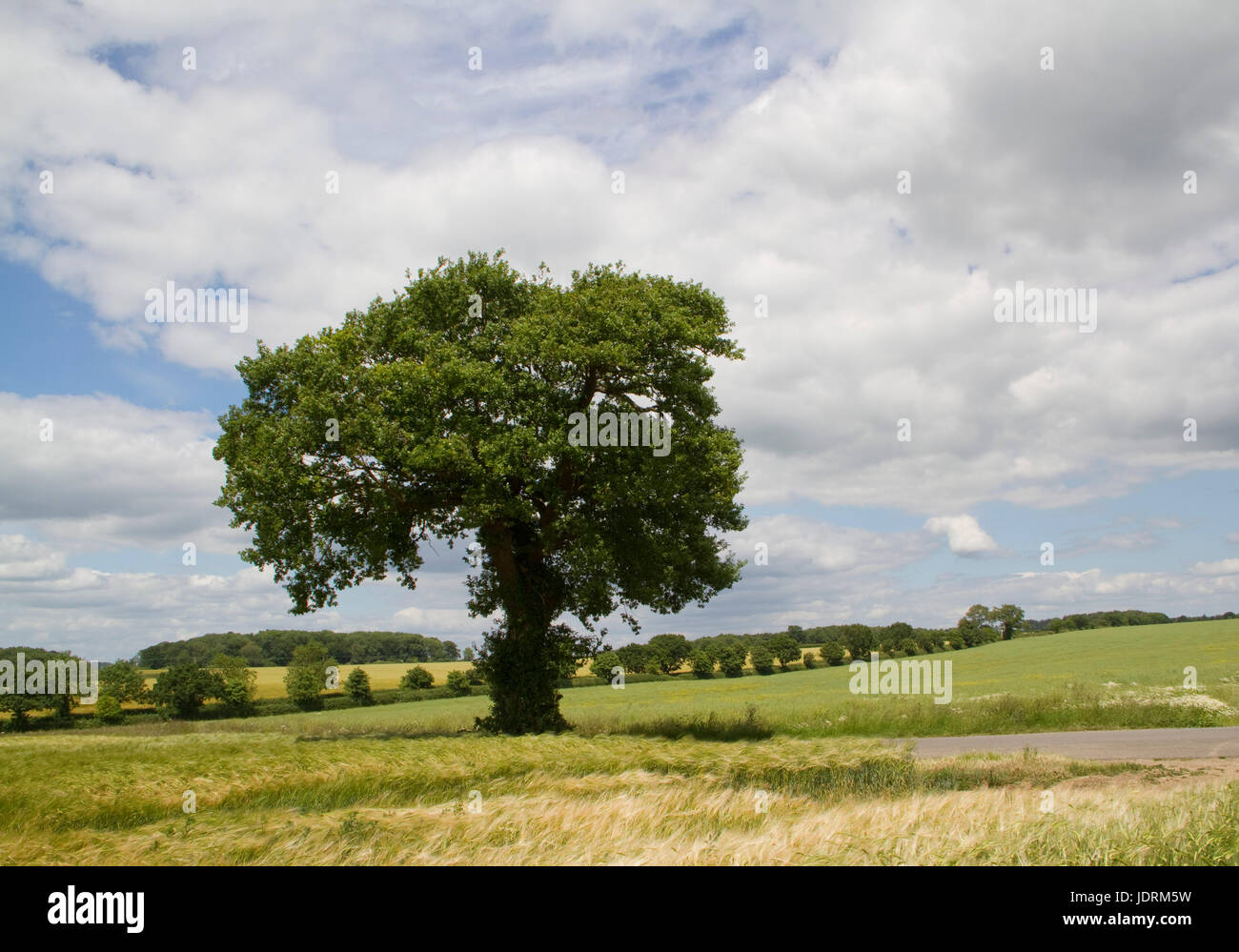 A single medium sized oak tree in a Suffolk landscape Stock Photo