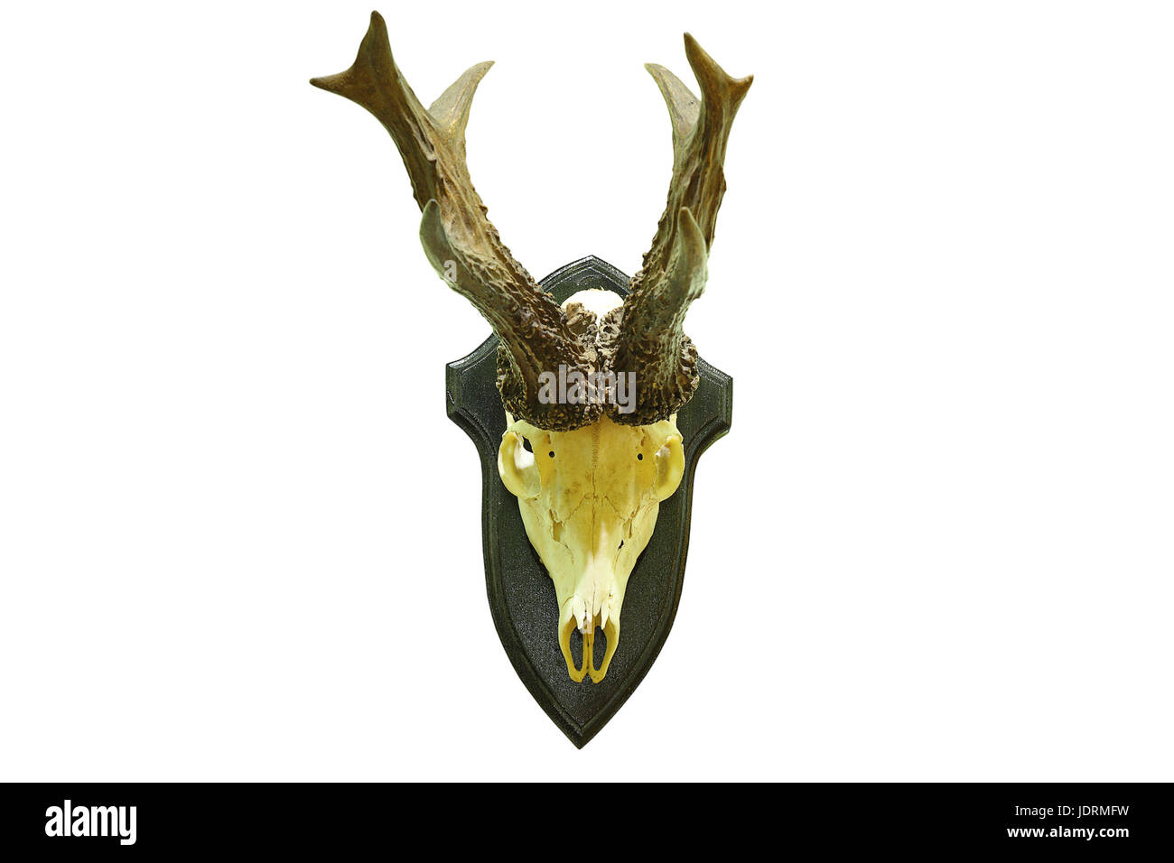 Large roe deer buck Cut Out Stock Images & Pictures - Alamy