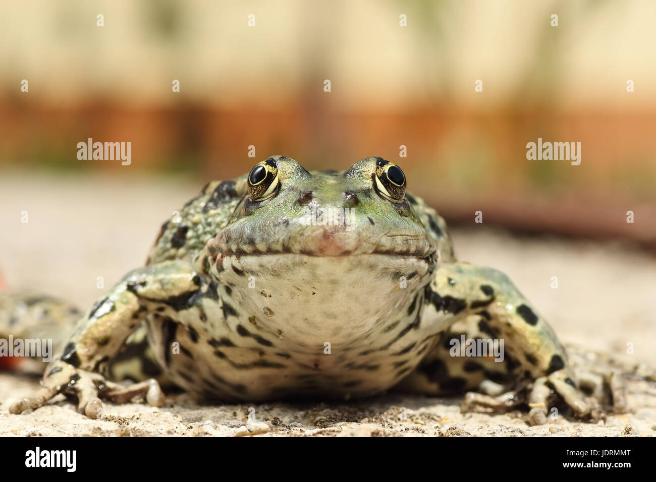 portrait of colorful marsh frog ( Pelophylax ridibundus ) Stock Photo