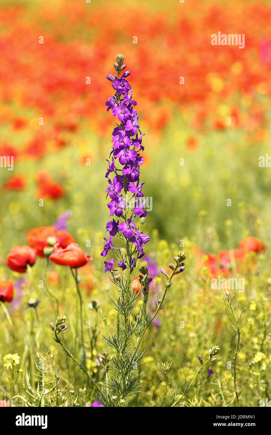 purple wild flower growing in poppy field Stock Photo - Alamy
