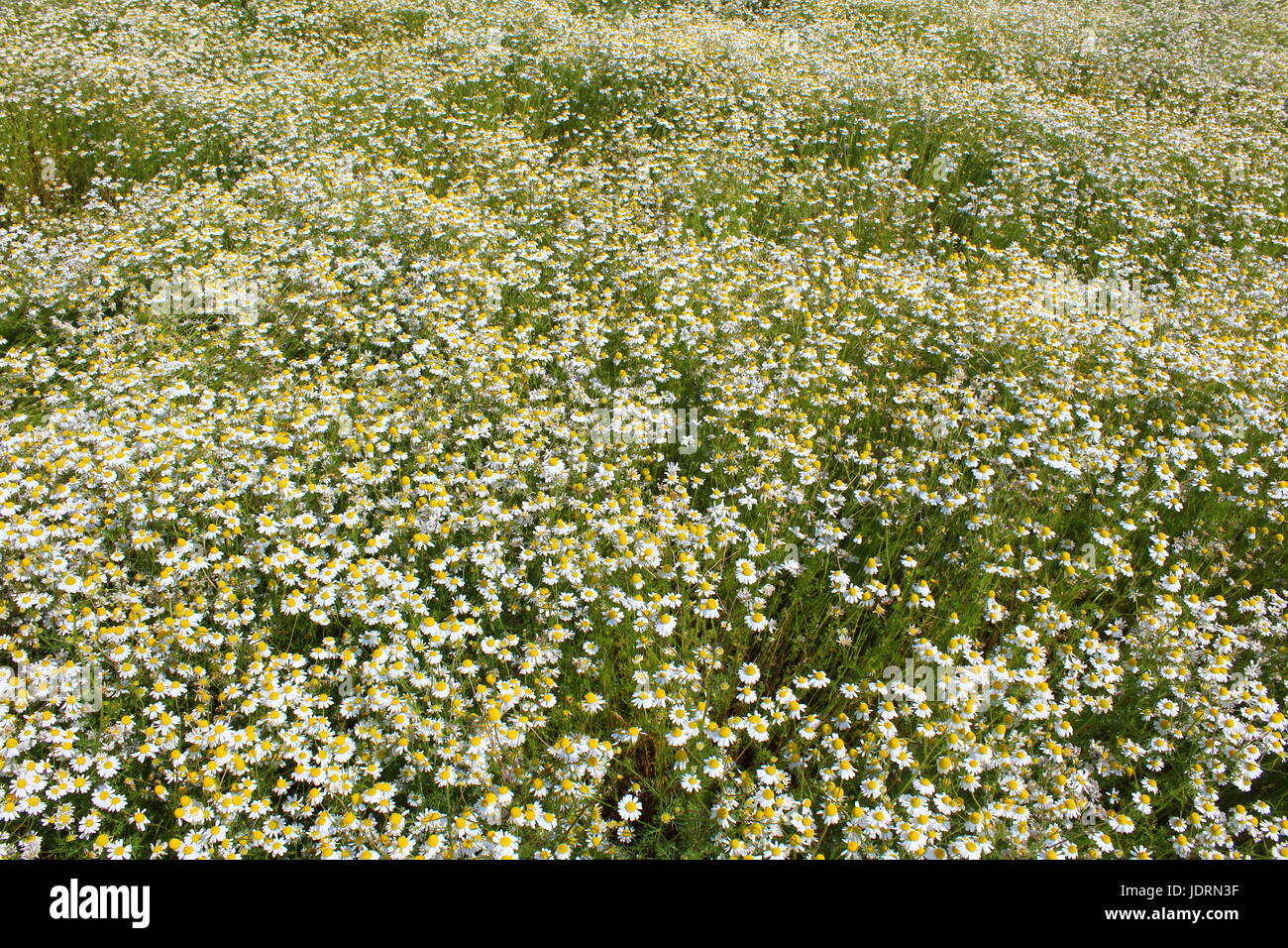 field with chamomile plants (Matricaria chamomilla) in flower Stock ...