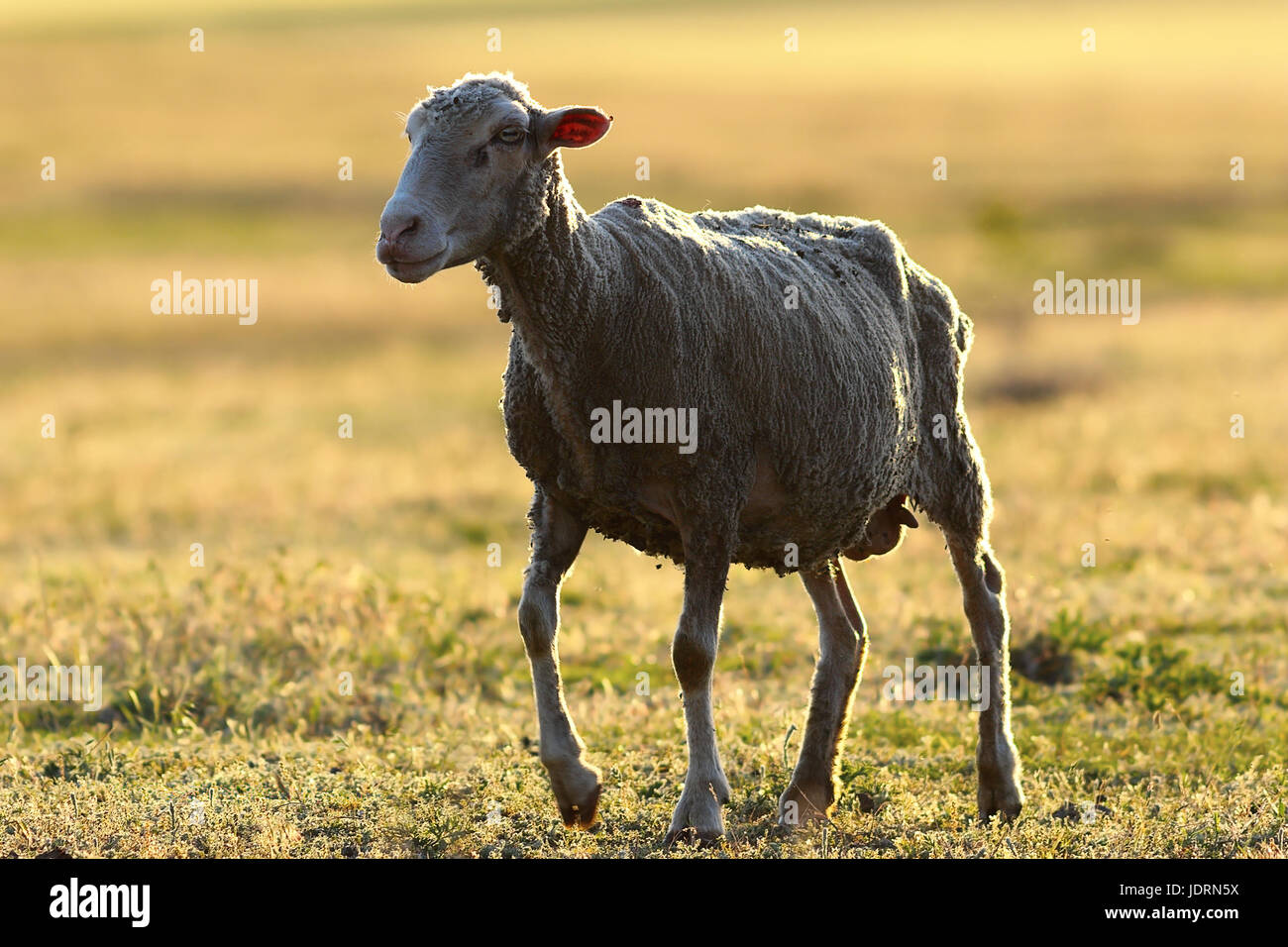 white sheep walking on meadow in sunset beautiful light Stock Photo - Alamy