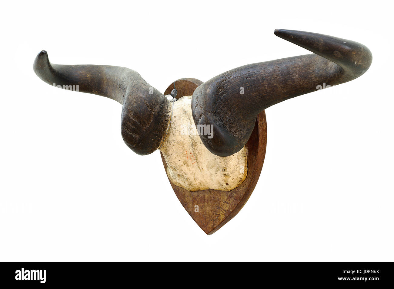 wildebeest hunting trophy isolated over white background ( Connochaetes taurinus ) Stock Photo