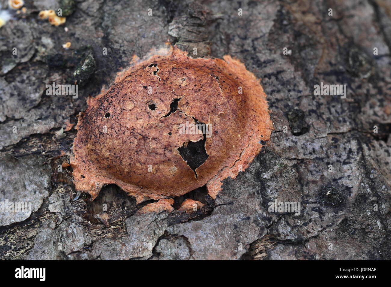 Plasmodial slime mold, Fuligo leviderma Stock Photo
