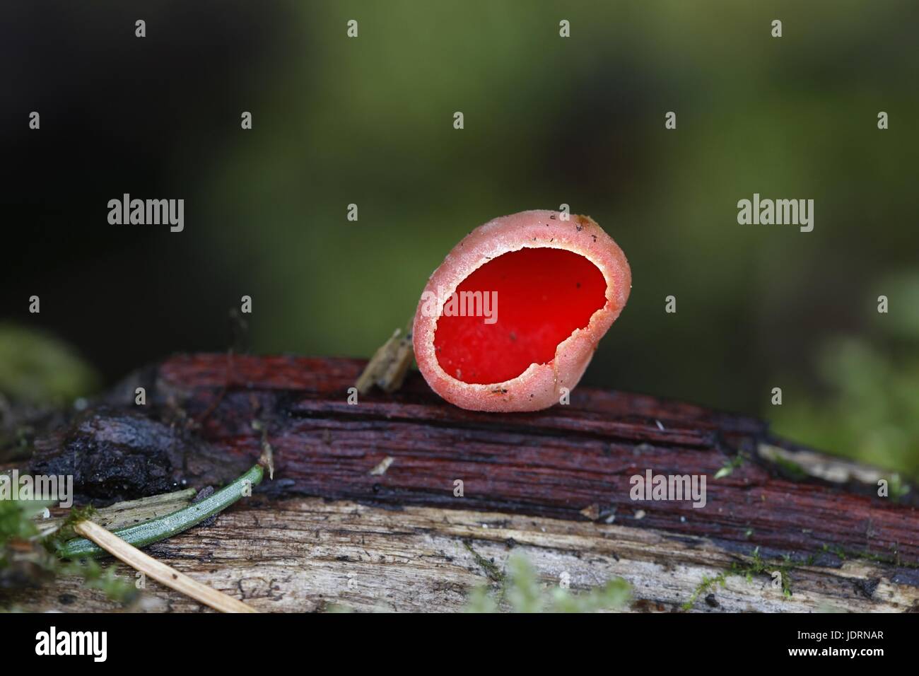 Scarlet elfcup, Sarcoscypha austriaca Stock Photo