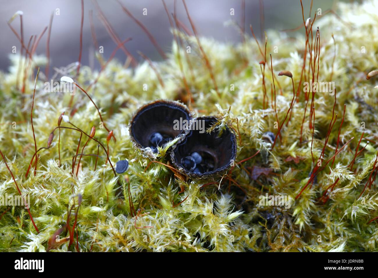 Fluted bird's nest fungus, Cyathus striatus Stock Photo Alamy