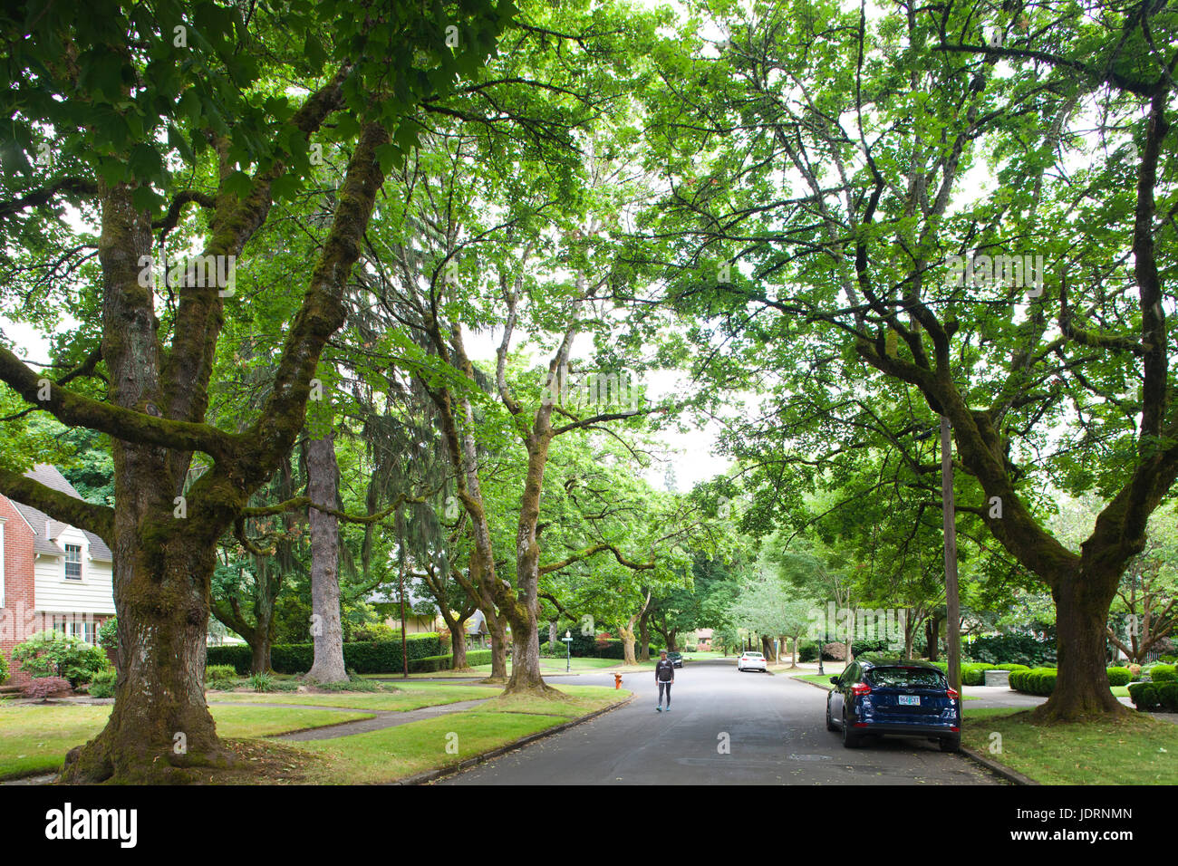 America, state of Oregon, town of Portland, tree lined avenue Stock
