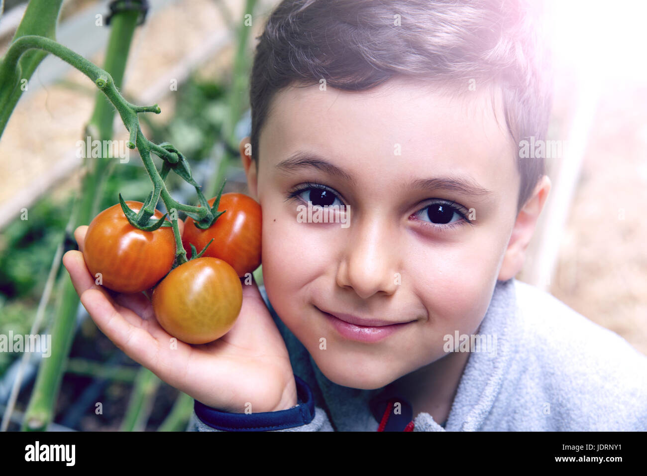 cut child holding fresh tomatoes on the vine.little boy holding tomato harvest in his hands at