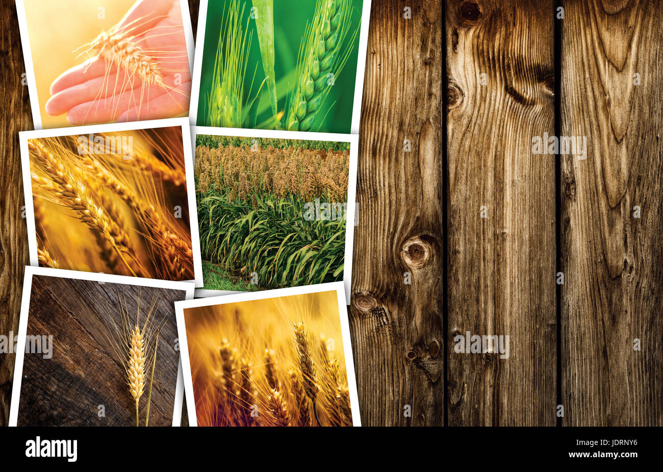 Cereal plant farming in agriculture photo collage, collection of photos