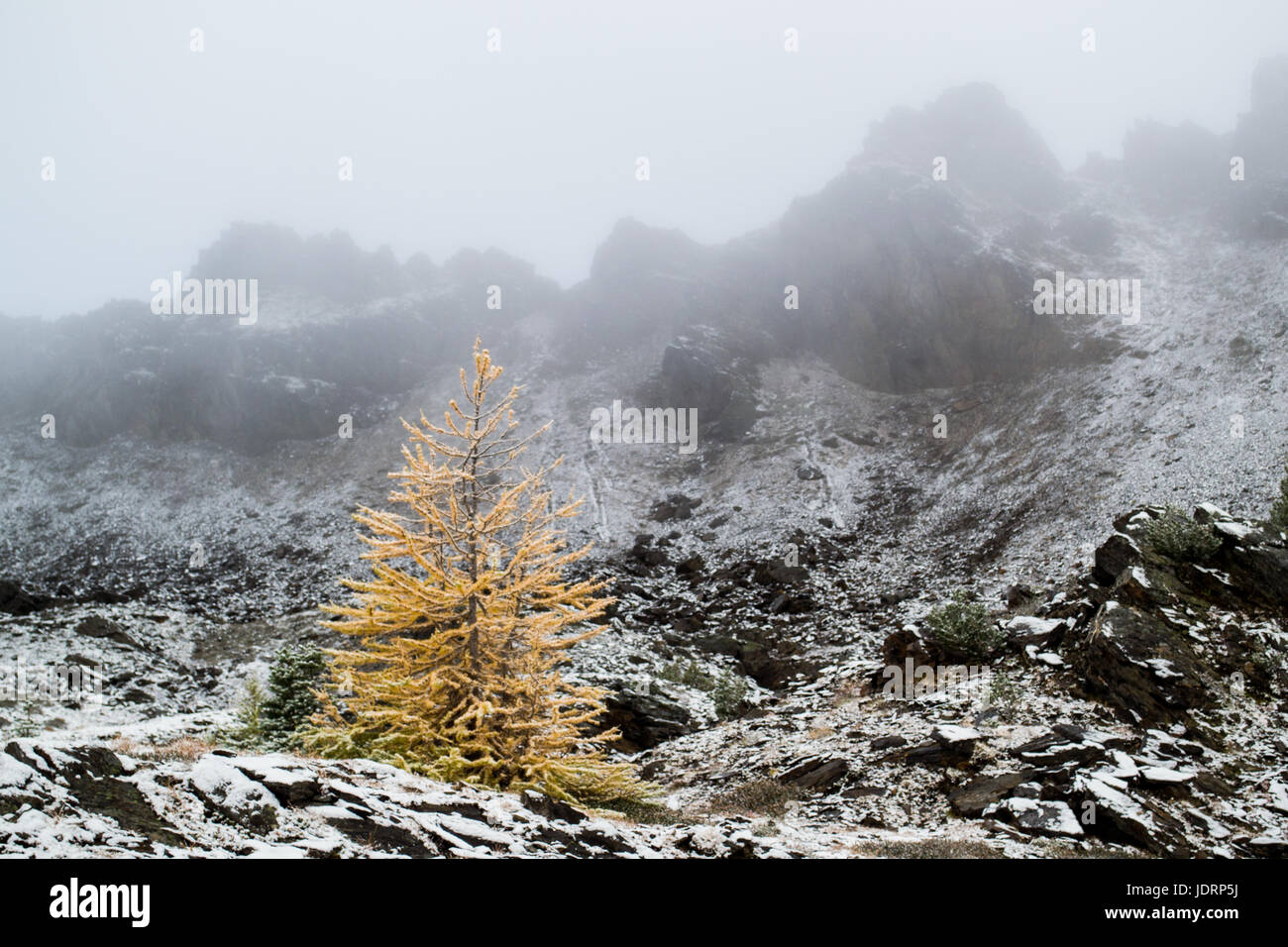 Lone larch tree hi-res stock photography and images - Alamy