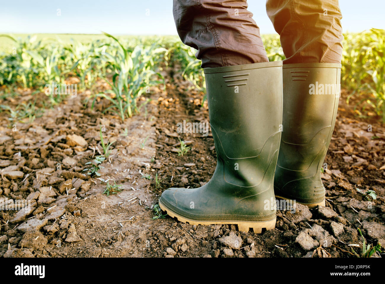Farmer in rubber boots standing in the field of cultivated corn maize crops Stock Photo