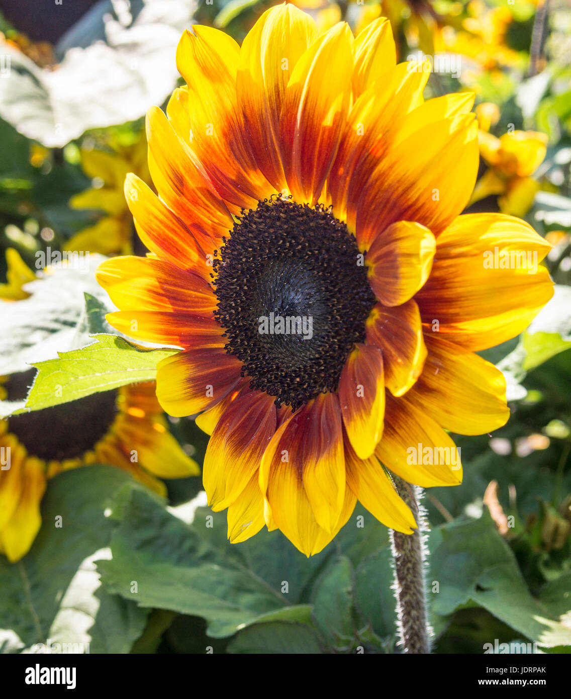 Yellow and Red Sunflower Bloom. A large bright yellow and rusty red