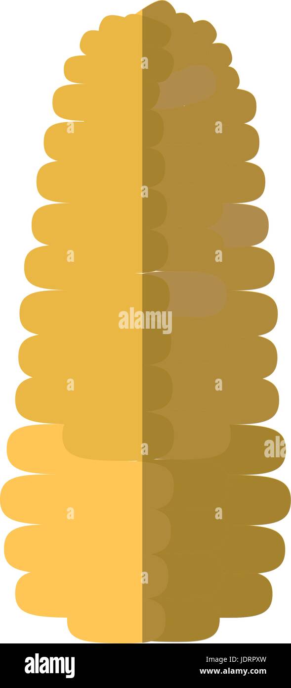 corn vegetable icon over white background vector illustration Stock ...