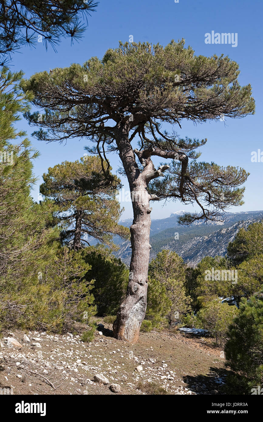 Pinus halepensis or carrasqueño, original pine from South to West Asia Europe can reach fifteen meters high and seven meters in width, Spain Stock Photo
