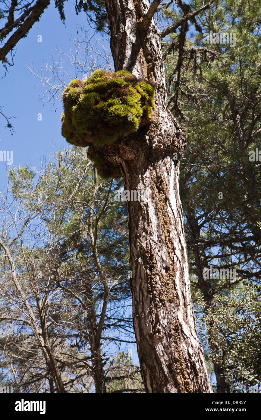 Pinus halepensis or carrasqueño ilness, original pine from South to West Asia Europe can reach fifteen meters high and seven meters in width, Spain Stock Photo