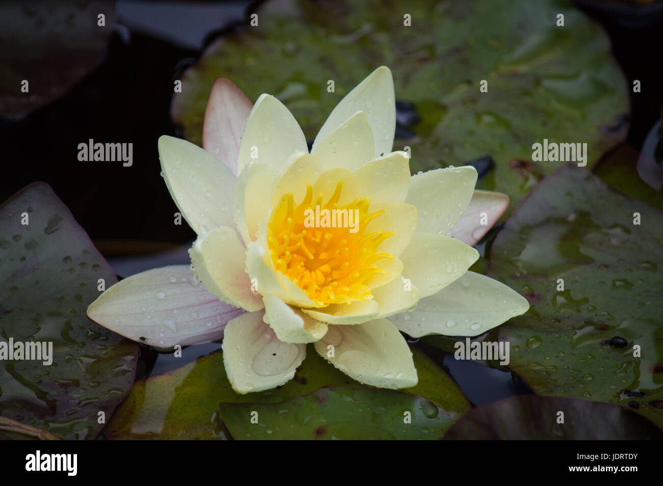 Water lily flower fully opened Stock Photo Alamy