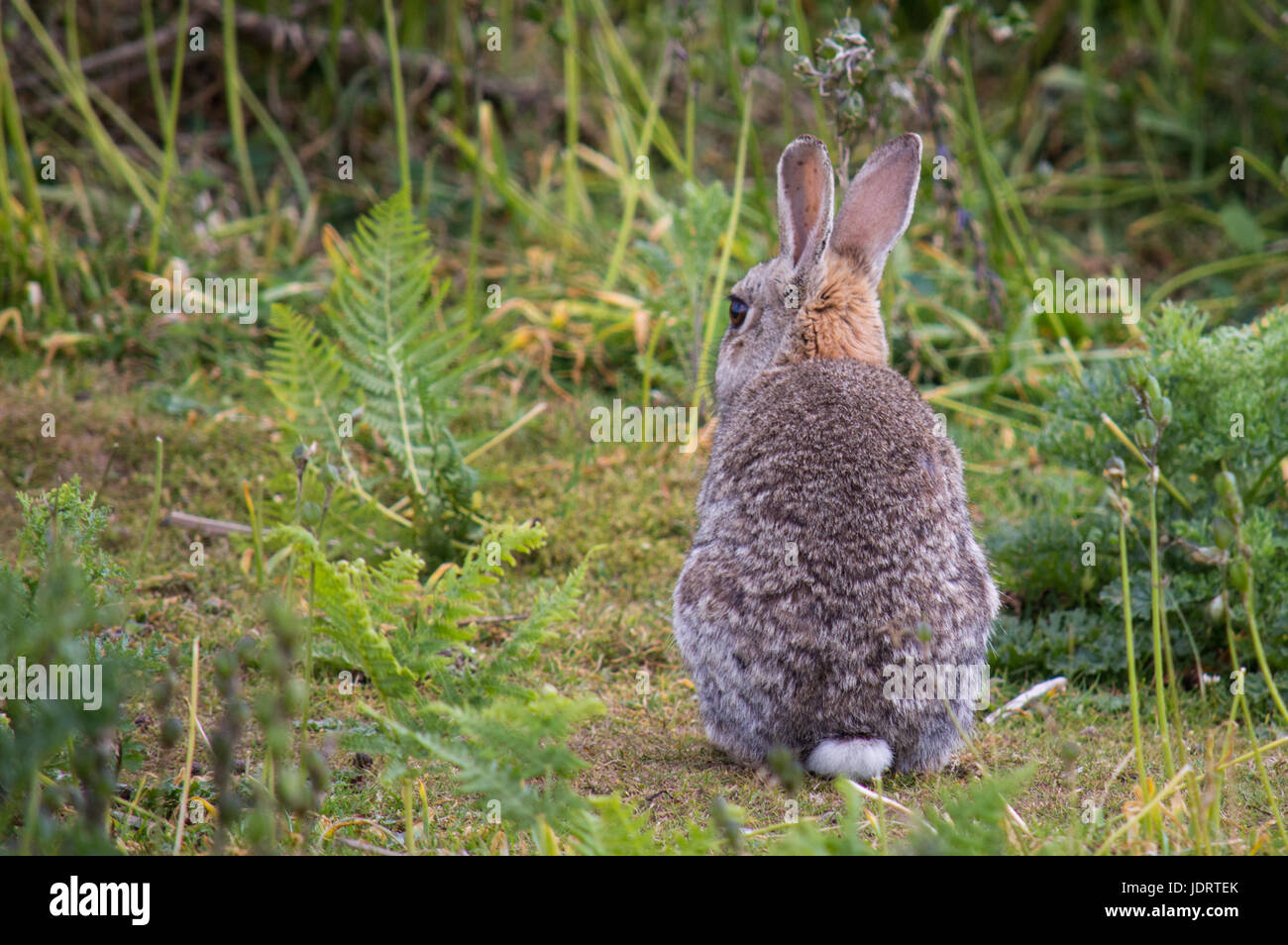 Rabbit Pest High Resolution Stock Photography and Images Alamy