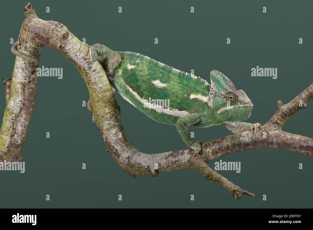 Veiled Chameleon (Chamaeleo calyptratus) Stock Photo