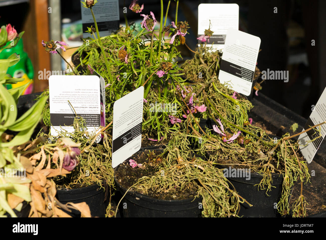 Flower / flowers / bedding plant for sale at Waitrose supermarket. Wilted wilting plants are dying due to lack of care / watering / shortage of water. Stock Photo